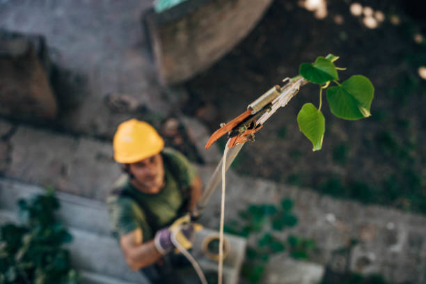 Best Hazardous Tree Removal  in USA